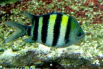 Abudefduf vaigiensis - 